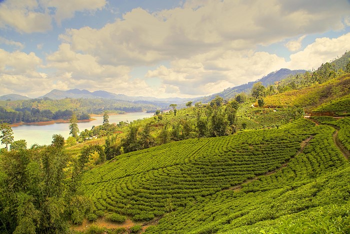 Tea fields and river in Nuwara Eliya, Sri Lanka