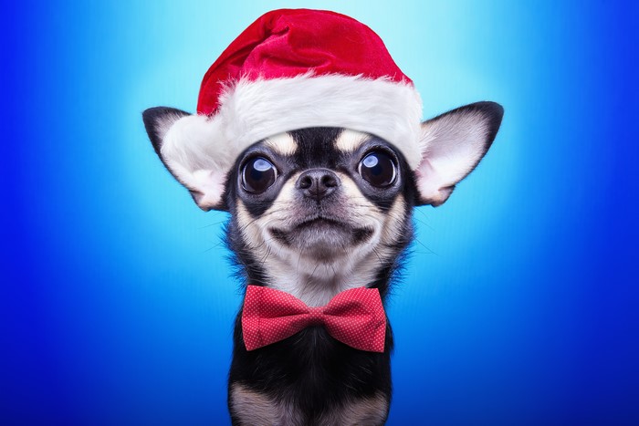 Chihuahua wearing a Santa hat and bowtie