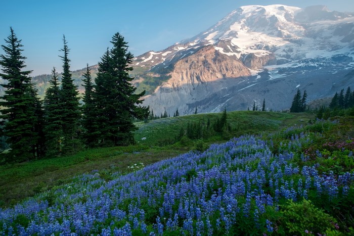 Mount Rainier National Park with Lupine Flowers