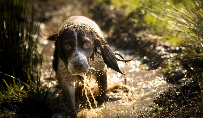 Wet Spaniel Dog Walking Through Muddy Water