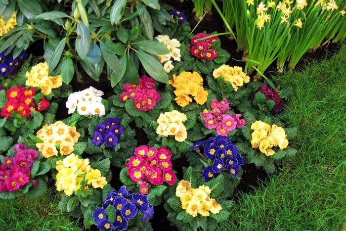 Multicolor Primula flowers in a garden bed