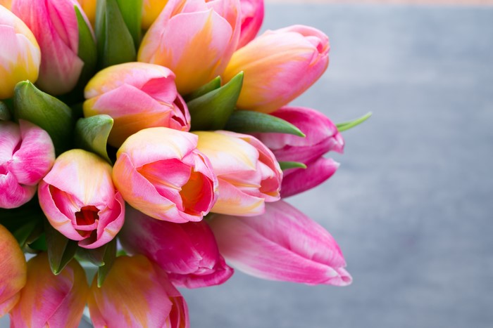 Tulips closeup with reflection