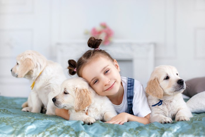 Little girl with golden retriever puppies