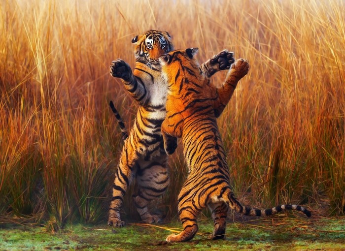 Two young tigers playfully fighting in tall grass