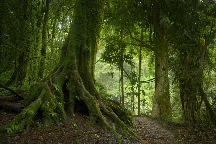 Mossy tree roots in a tropical forest in Thailand