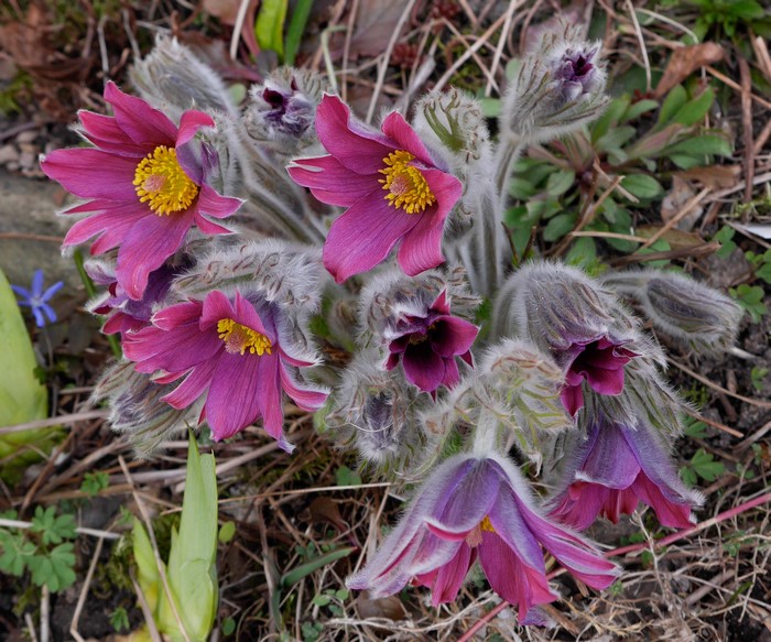 Pink Pulsatilla flowers with buds