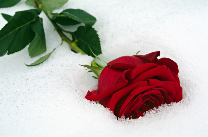 Red rose in snow