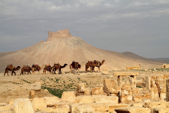 Camels in a desert landscape with ancient ruins