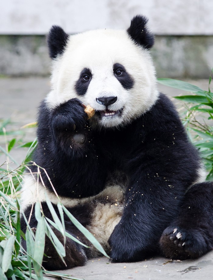 Giant Panda Eating Food