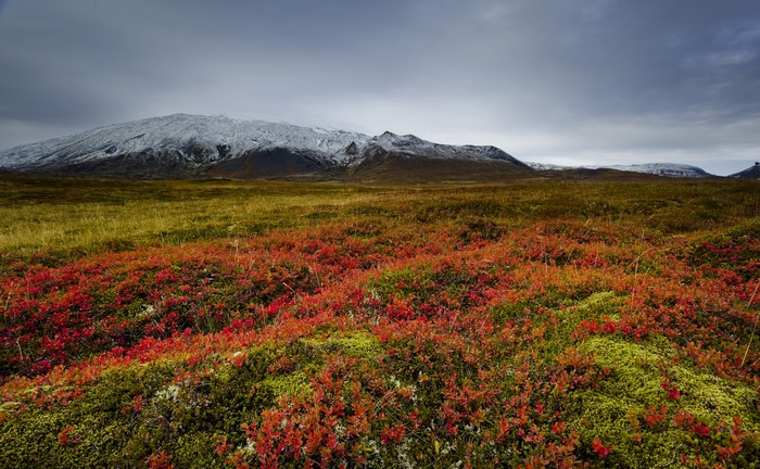 Snow-capped mountains over a field of red and green tundra in Iceland