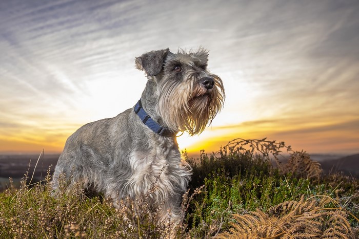 Schnauzer dog on a hill at sunset