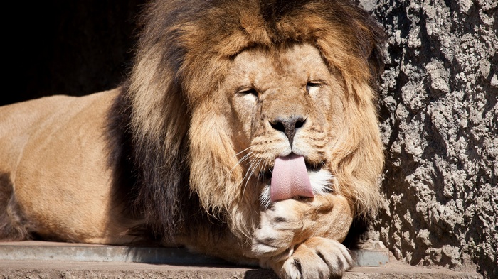 Lion licking its paw