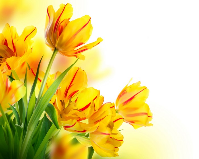 Yellow and red striped tulips on a white background