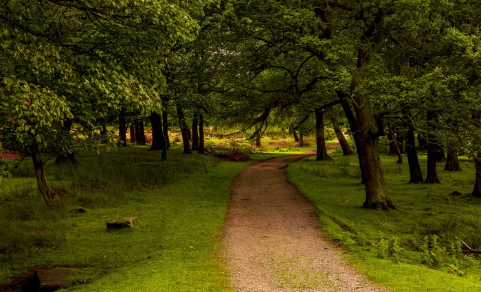 Path through trees in Peak District National Park, UK