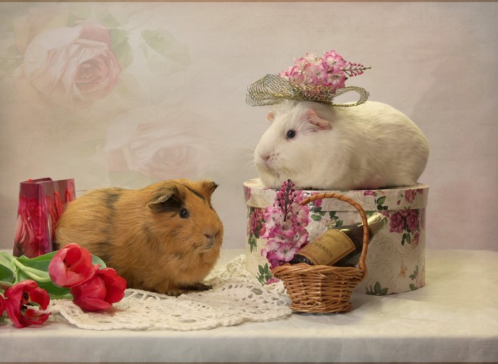 Two guinea pigs with flowers and champagne