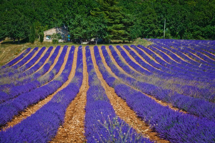 Lavender fields in Valensole, France