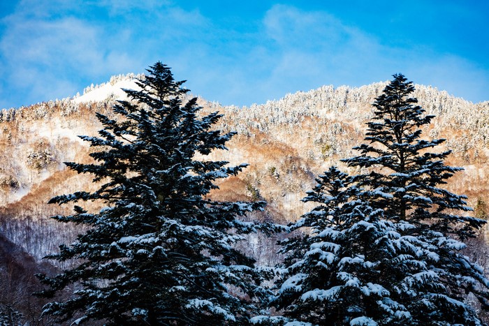 Snow-covered mountains and spruce trees in Hirayu Takayama, Gifu, Japan