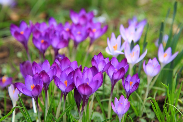 Purple and white crocuses in grass