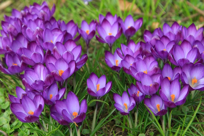 Purple Crocuses in Green Grass