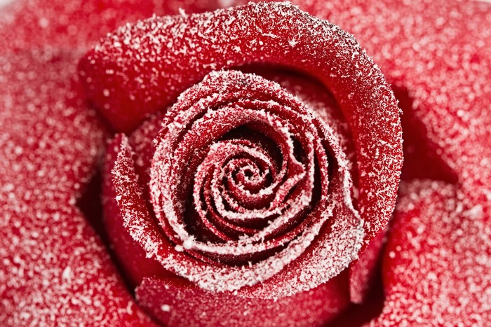 Red Rose Covered in Snow