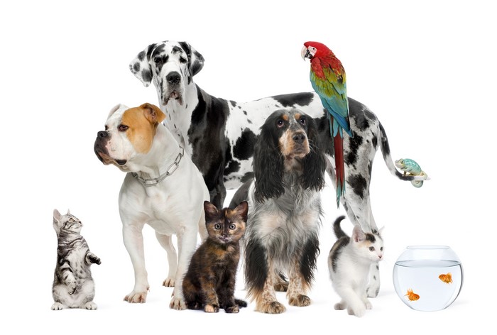 Group of Dogs, Cats, Parrot, Chameleon, and Fish