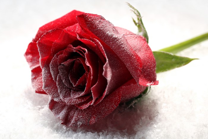 Red rose covered in snow