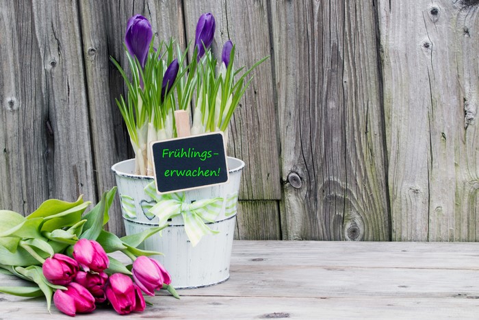 Tulips and Crocuses with "Frühlings-erwachen!" sign