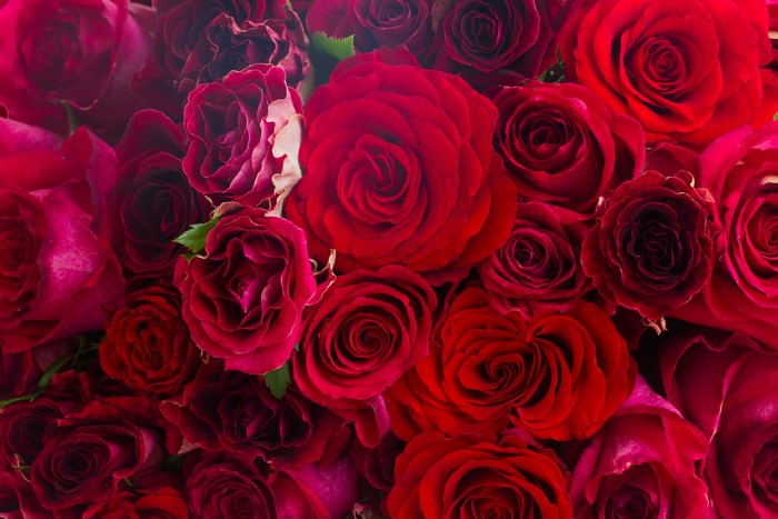 Many Red Roses Closeup
