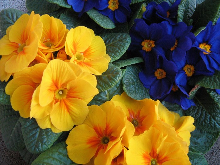 Yellow and blue primula flowers