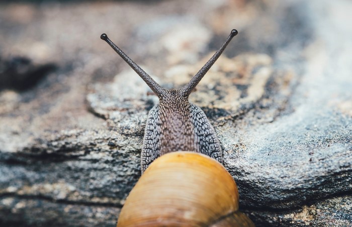 Close-up of a snail on a rock