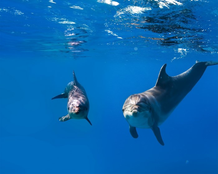 Two dolphins swimming underwater