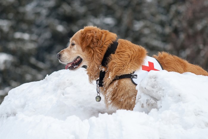 Golden Retriever wearing a Red Cross vest in the snow