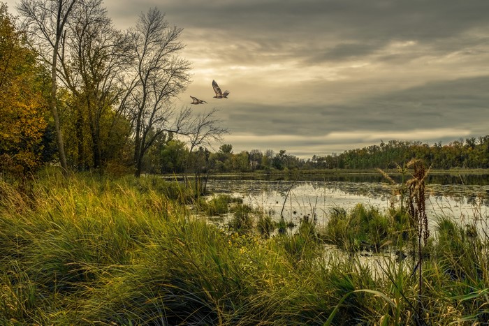Two birds flying over a lake in Chisago, Minnesota