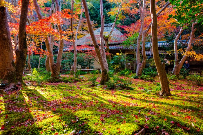 4K Japan Kyoto Autumn Park Trees