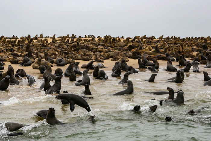 Cape Cross Seal Colony Namibia with many seals