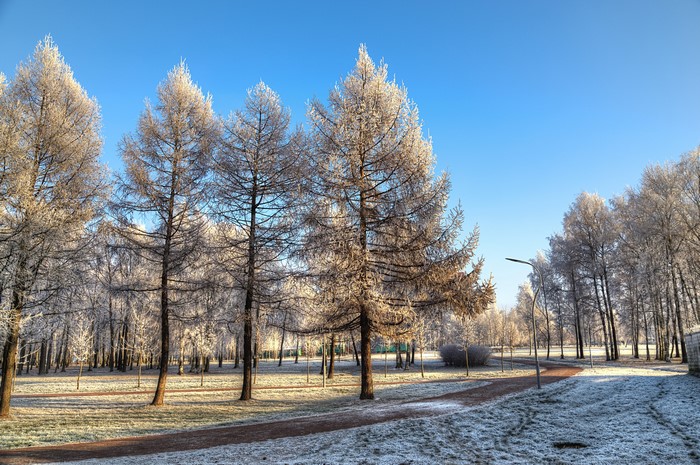 Park in St. Petersburg, Russia during winter