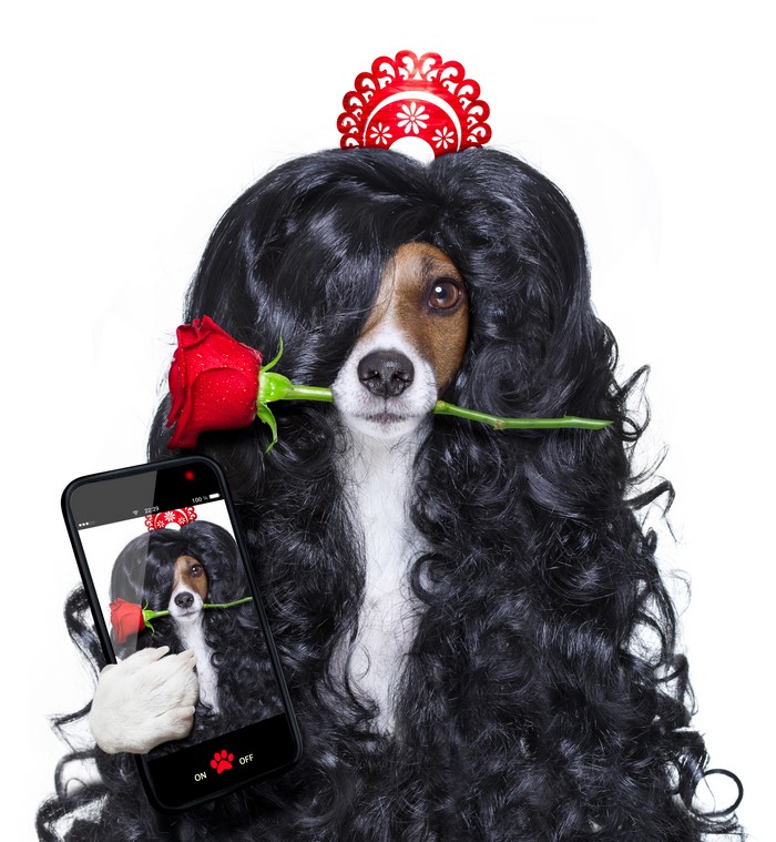 Dog with wig and rose takes a selfie