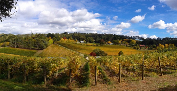 Vineyard in Ashton Valley, Adelaide Hills, Australia during Autumn