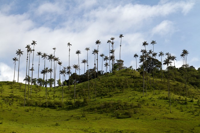 Colombia Grasslands with Tall Palms on Hill
