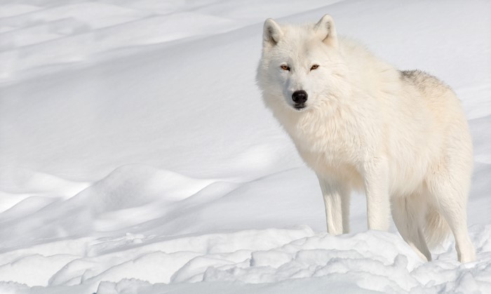 4K White Wolf in Snow