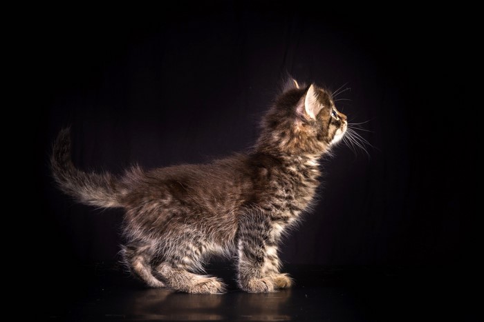 Tabby kitten on a black background