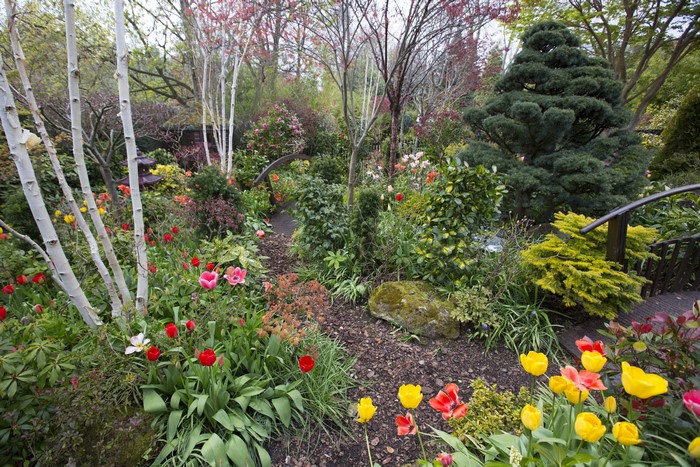 Garden with Tulips and Birch Trees in England