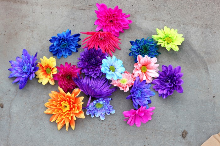 Multicolor Chrysanthemums on Concrete