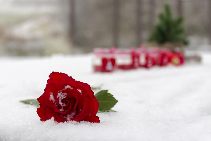 Red Rose in Snow with Candles and Christmas Tree