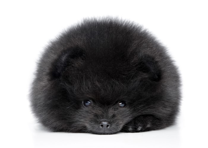 Black Pomeranian Spitz Puppy on White Background