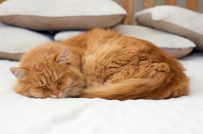 Ginger cat sleeping on a white blanket