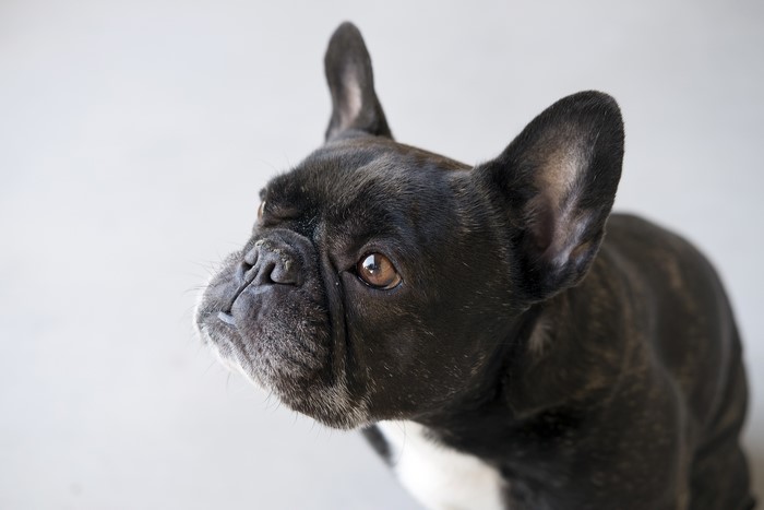 Black and Brindle French Bulldog Looking Up