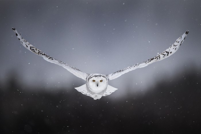 Snowy owl in flight during snowfall