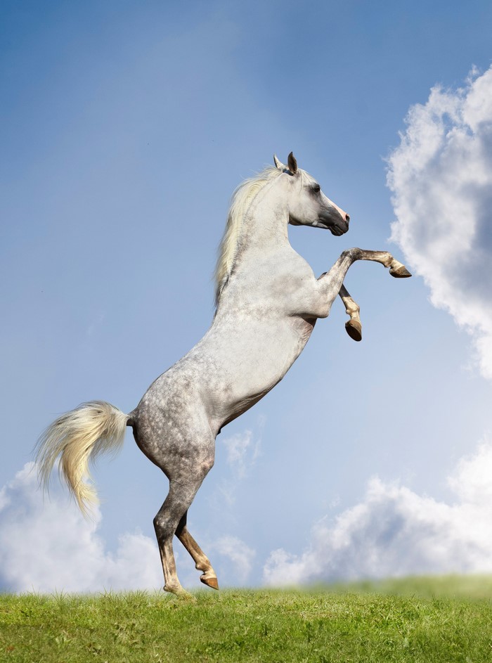 A white horse rears up on a grassy field