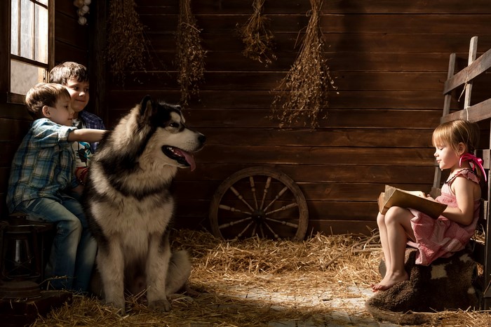 Three children and an Alaskan Malamute in a barn